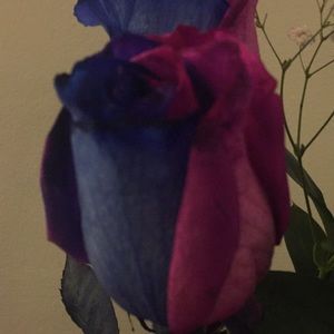 Meet your Posher, Adriano